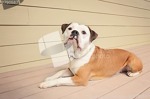 Image of Bulldog laying on an outdoor patio