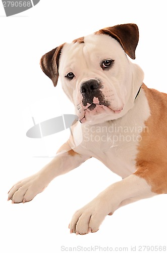 Image of Old English Bulldog Portrait