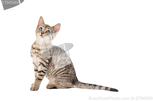Image of Adorable Tabby Kitten with a Long Tail