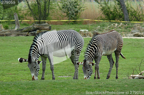 Image of Zebra stripes