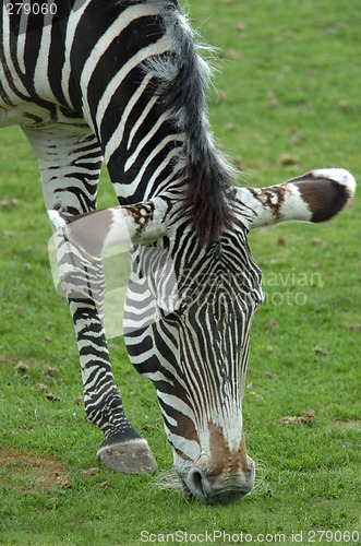 Image of Zebra stripes