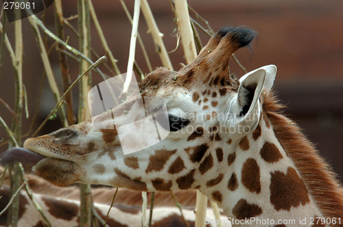 Image of Giraffe