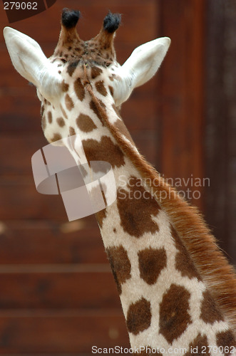 Image of Giraffe