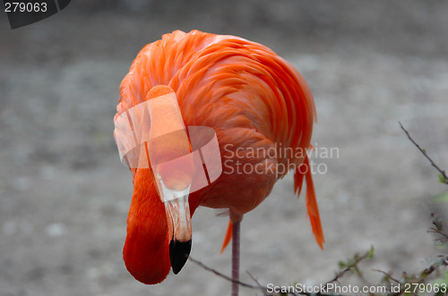 Image of flamingo