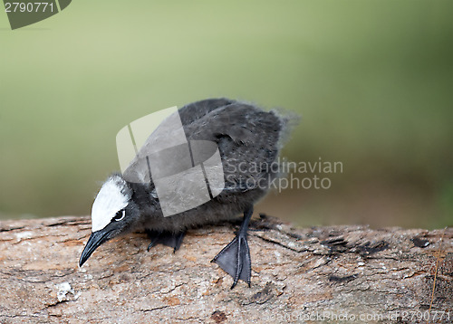 Image of Black noddy chick