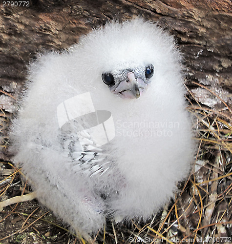 Image of Fluffy chick