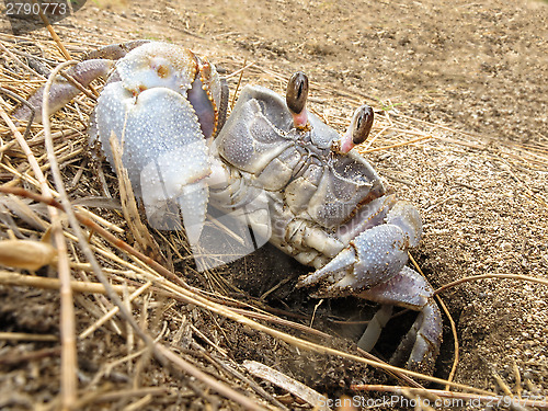 Image of Land crab leaves its hole 