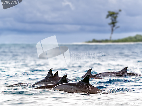 Image of Spinner dolphins