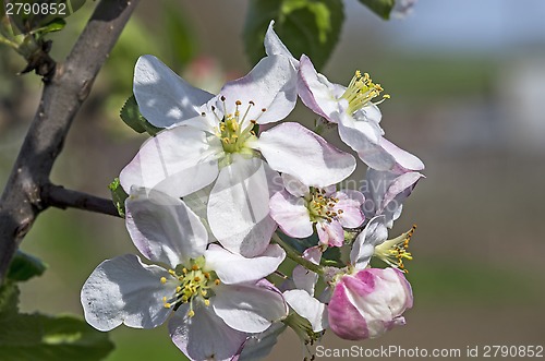 Image of Flower of apple