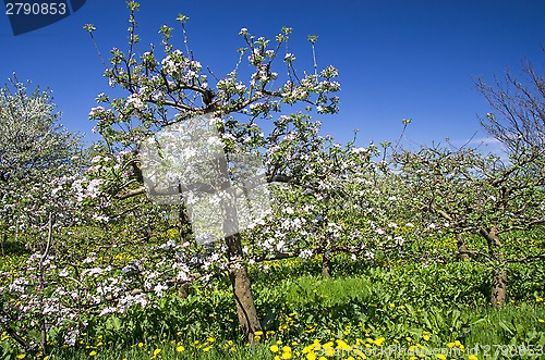 Image of Apple tree orchard
