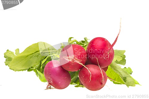 Image of Bunch fresh radish