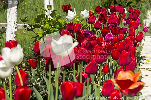 Image of Tulips