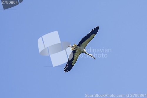 Image of Flying stork
