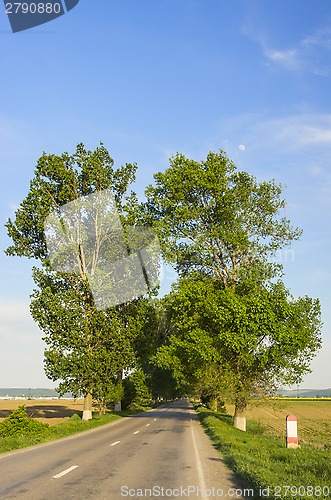 Image of Road between poplars tree