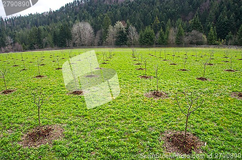 Image of Young tree in apple orchard