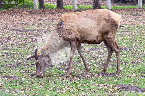 Image of Deer grazing