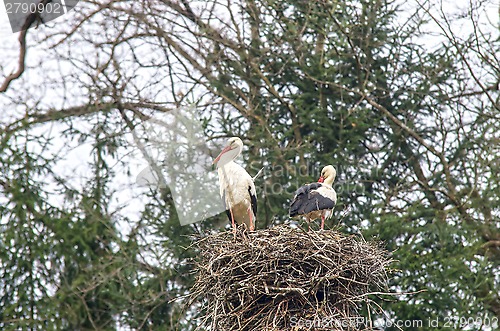 Image of Stork family in nest