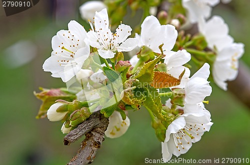 Image of Cherry flower