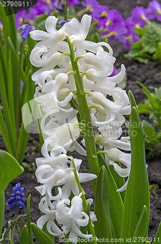 Image of White hyacinth flowers
