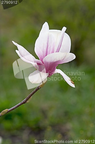 Image of Pink magnolia