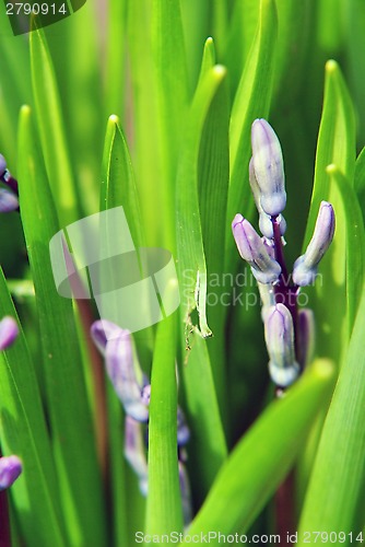 Image of Green background