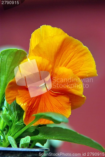 Image of Small orange flower