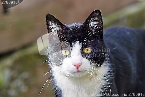 Image of Domestic cat