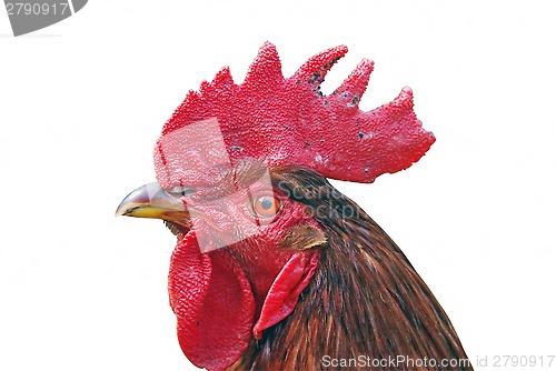 Image of Cock