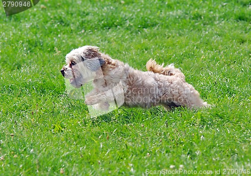 Image of Cute bichon running