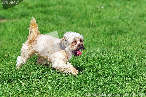 Image of Cute bichon in nature