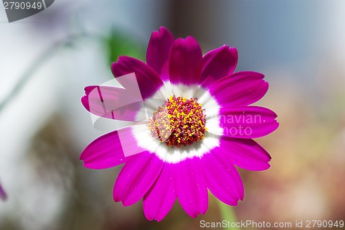 Image of Pink flower