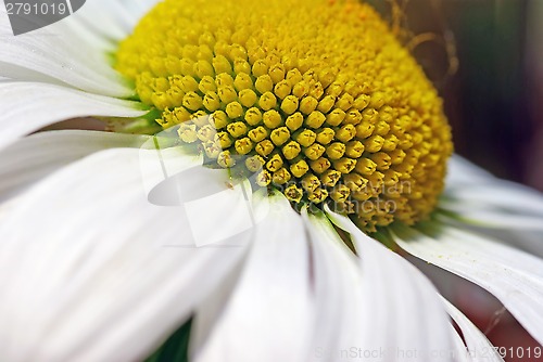 Image of Close up image of a flower