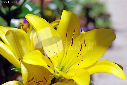 Image of Yellow flower