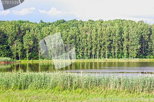 Image of Reflecting forest