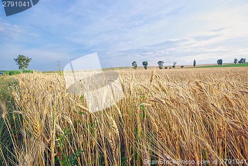 Image of Wheat field