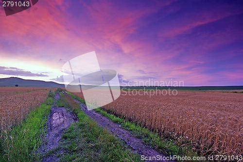 Image of Field of wheat at sunset