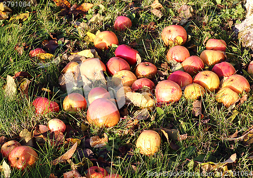 Image of  Apples on the grass