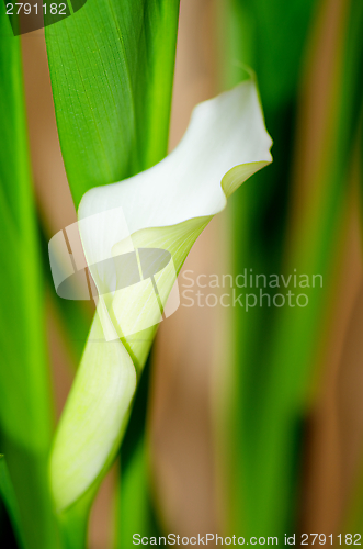 Image of White Calla Lilly