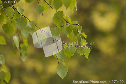 Image of Birch leaf