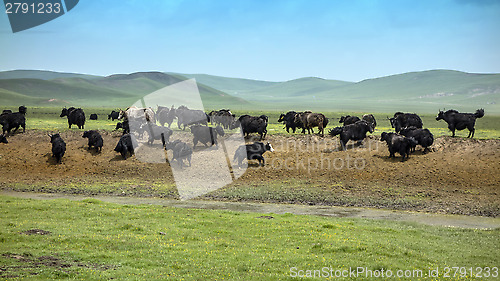 Image of Tibetan Yaks in the grassland, china