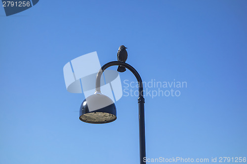 Image of Bird and lamp