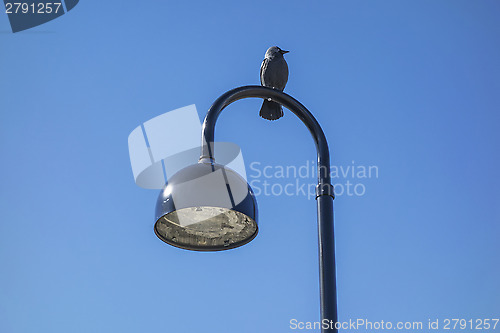 Image of jackdaw and street light