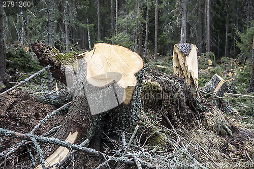 Image of Forest Trees