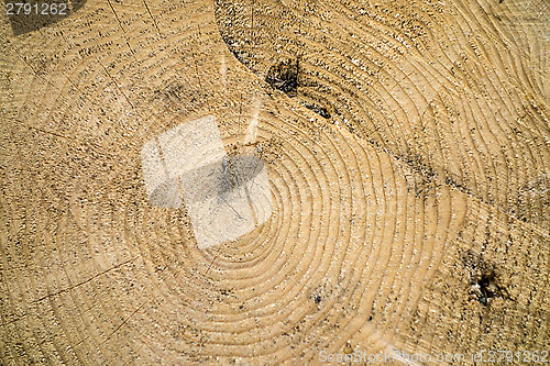 Image of tree trunk