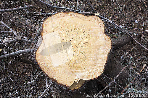 Image of Tree stump