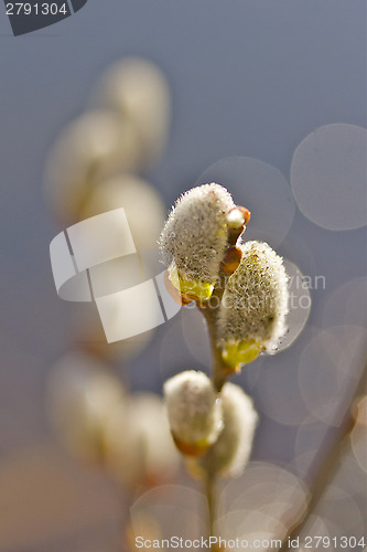 Image of Willow flower