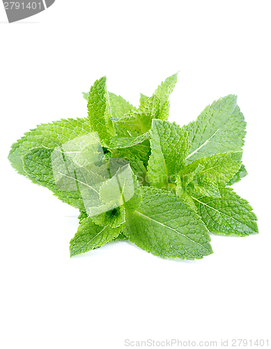 Image of Peppermint