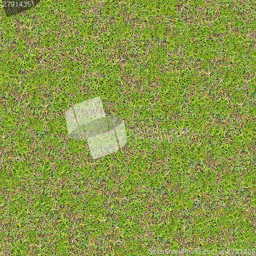 Image of Tender Spring Grass. Seamless TileableTexture.