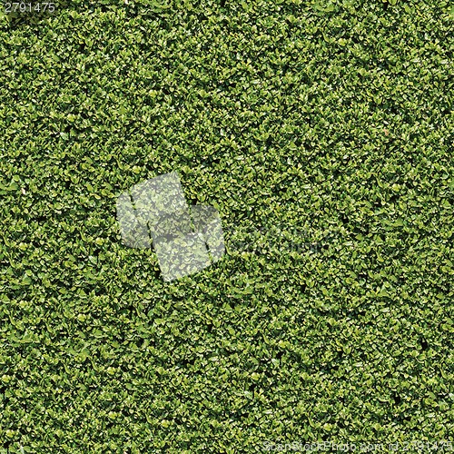 Image of Laurel Bush. Seamless Tileable Texture.