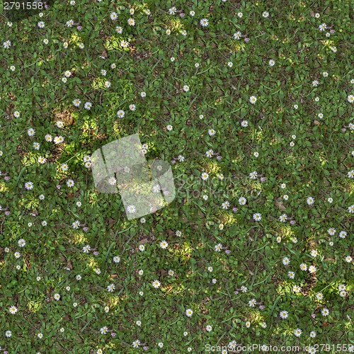 Image of Spring Lawn with Asters. Seamless TileableTexture.